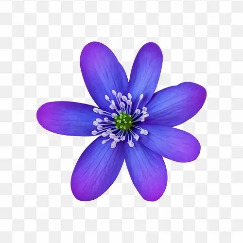 blue flower png
