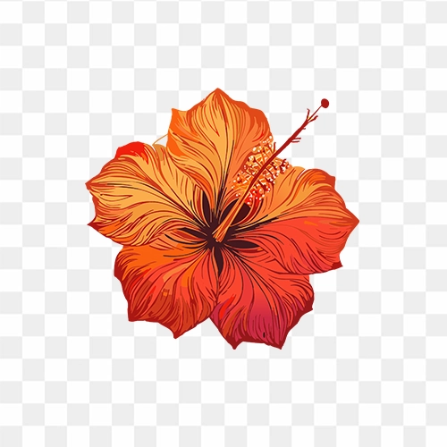 A hibiscus flower, red and orange, intricate and detailed free png image