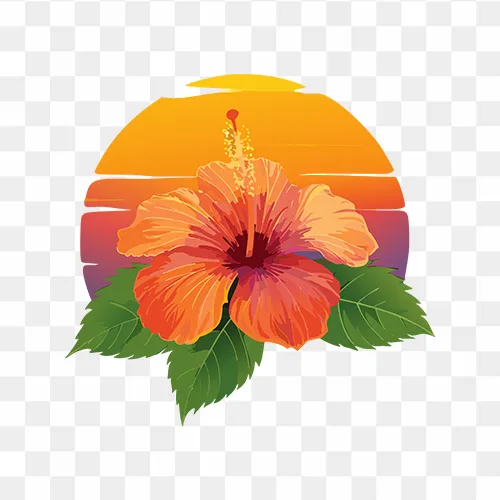 Beautiful hibiscus blossom in orange and pink sunset hues on transparent background