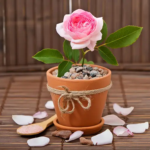 Rose plant in pot HD photo free download