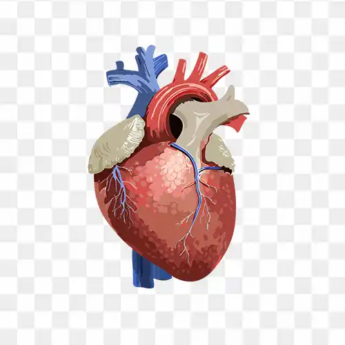 The Human heart organ illustration free transparent png